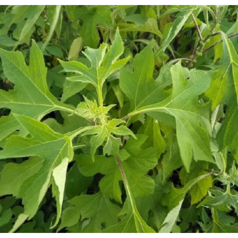 

DAUN INSULIN SEGAR 500gr