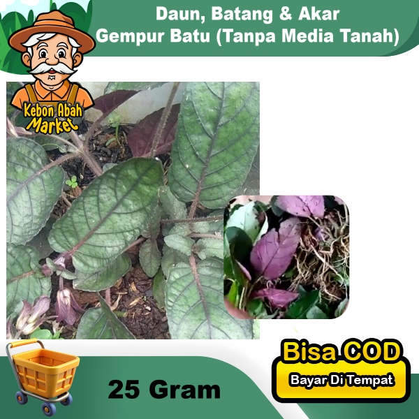 

Daun Gempur Batu Batang Akar Daunnya Per 25 Gram Warna Random