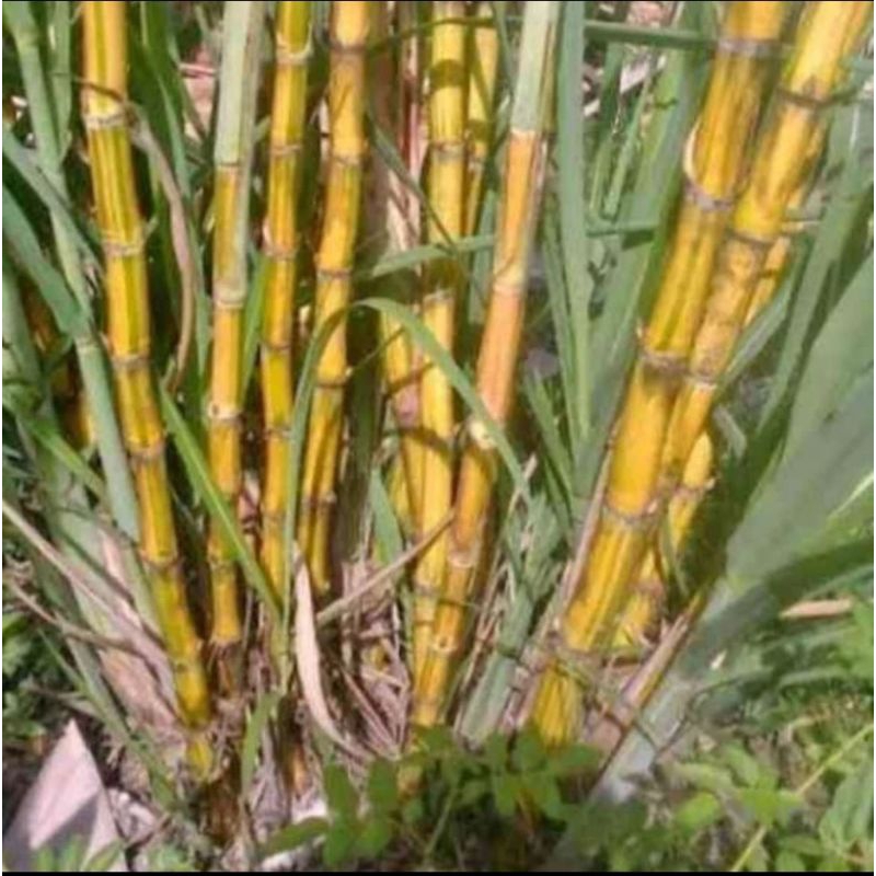 

tebu kuning manis segar 1kg