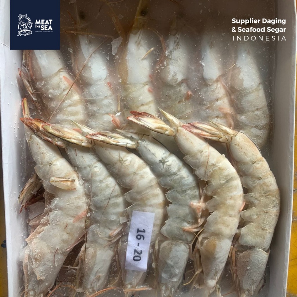 Udang Jerbung Laut / Sea White Shrimp