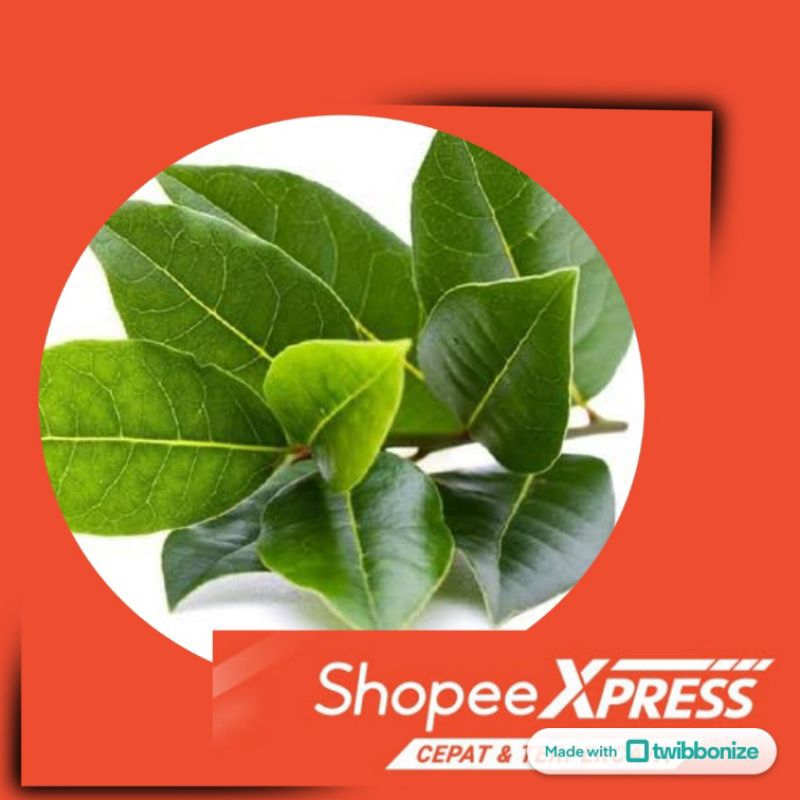 

Daun Salam Fresh Langsung Petik Dari Pohon 100 Gram dan 250 Gram