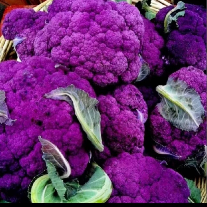 

biji benih brokoli ungu isi 25 butir