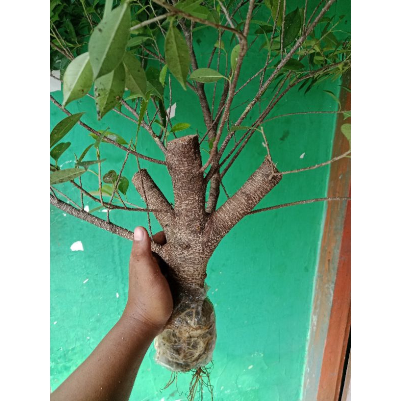 cangkokan bringin kimeng jumbo