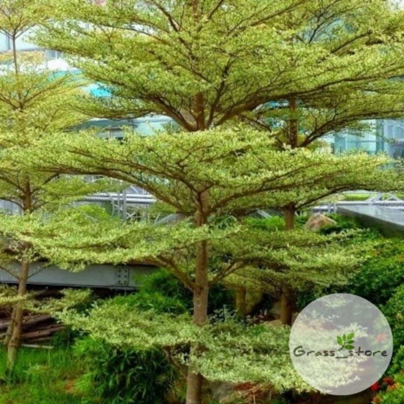 Bibit pohon ketapang kencana - ketapang kencana - bibit [COD]