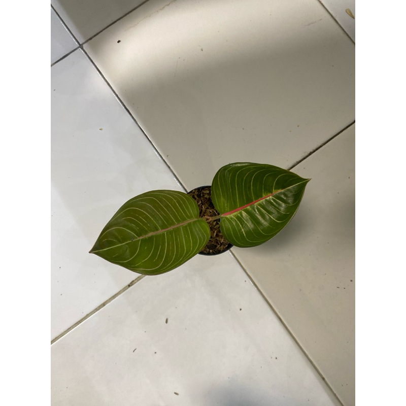 Aglaonema black moonlight