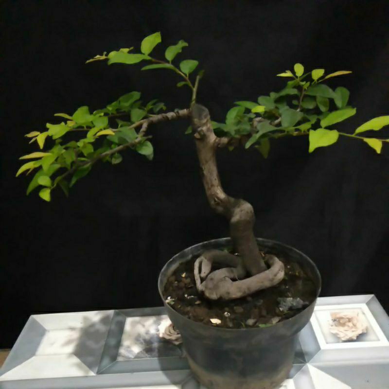 bonsai mustam