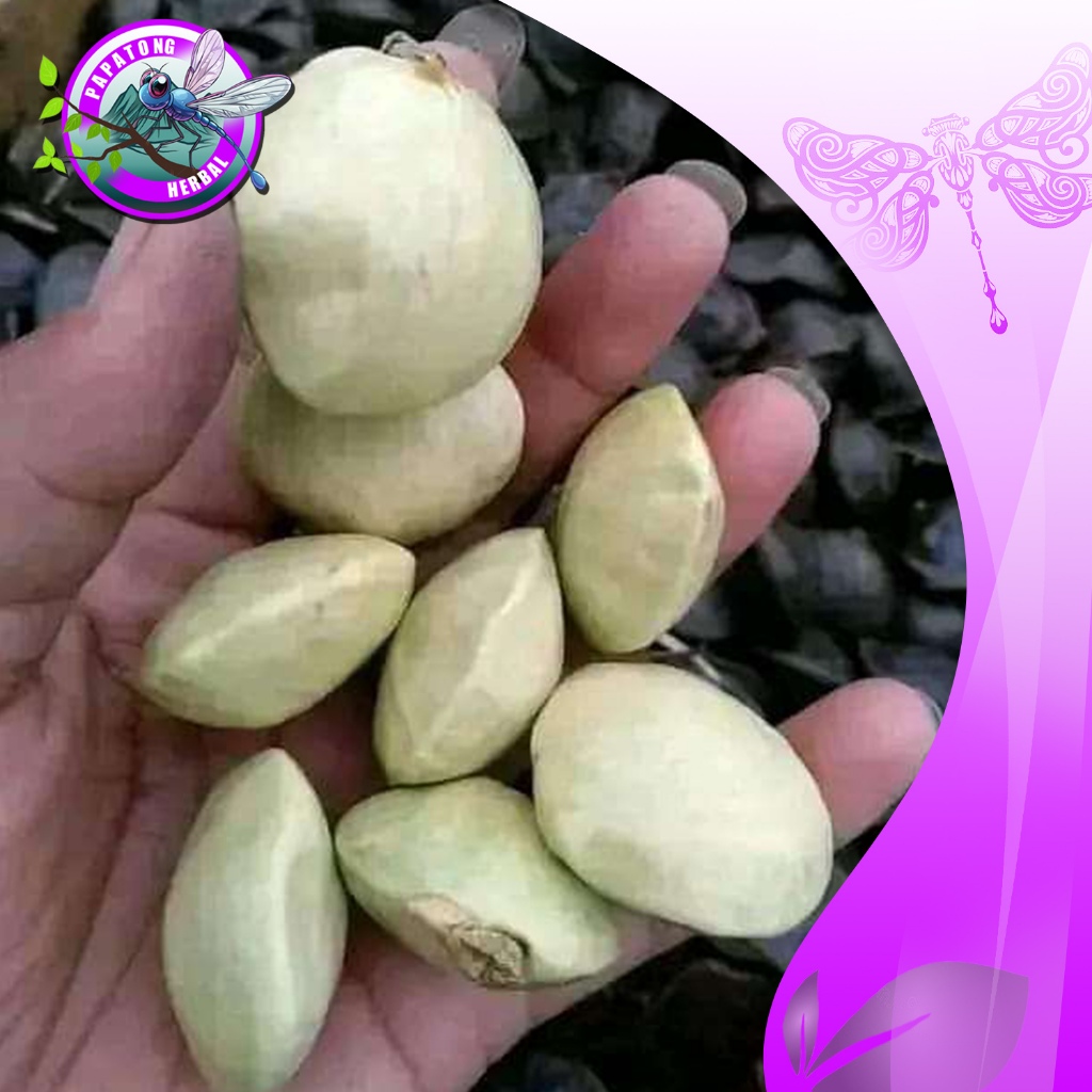 

JENGKOL MUDA BELUM KUPAS 1 KG - PAPATONG HERBAL