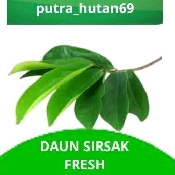 

DAUN SIRSAK 50 LEMBAR