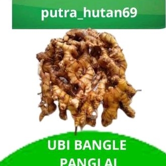 

TERMURAH BANGLE/ PANGLAI SEGAR 1KG