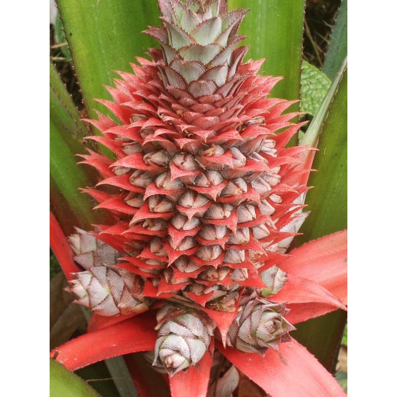 

nanas merah segar