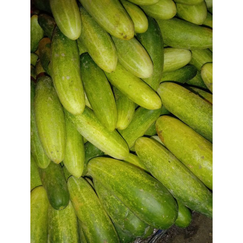 

TIMUN