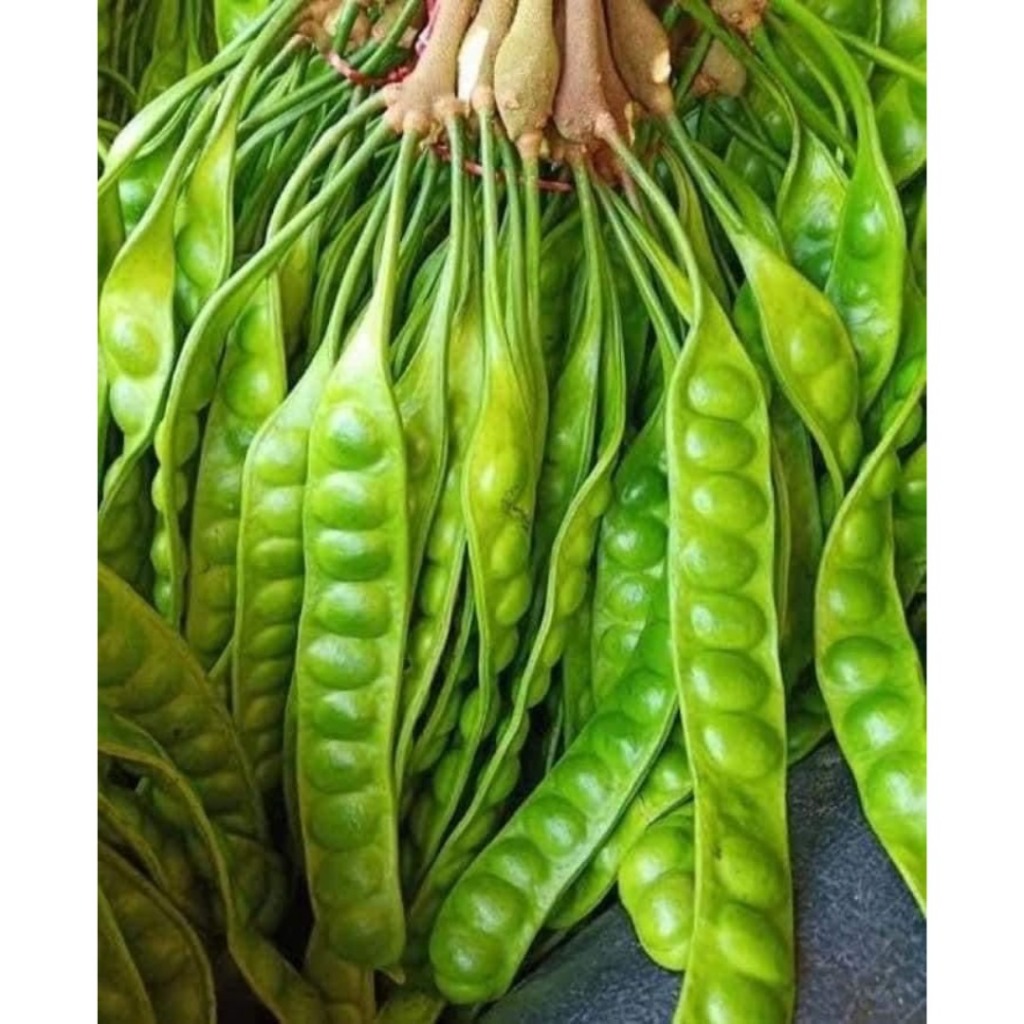 

Pete Kwalitas Super Ukuran Sedang fresh dari kebun sendiri kemasan 1ikat (isi 10 papan/lonjor)