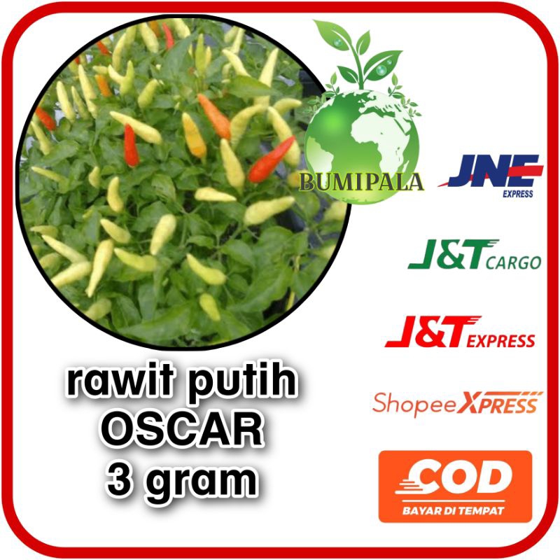 

bibit benih Cabe rawit putih OSCAR 2 gr