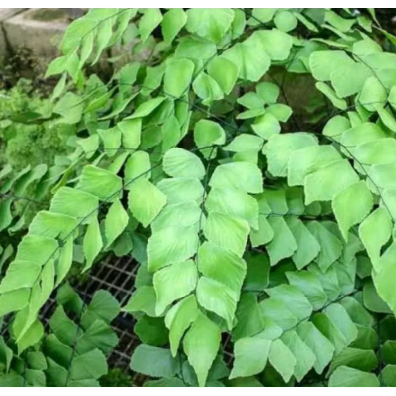 Tanaman Hias Suplir Daun Besar