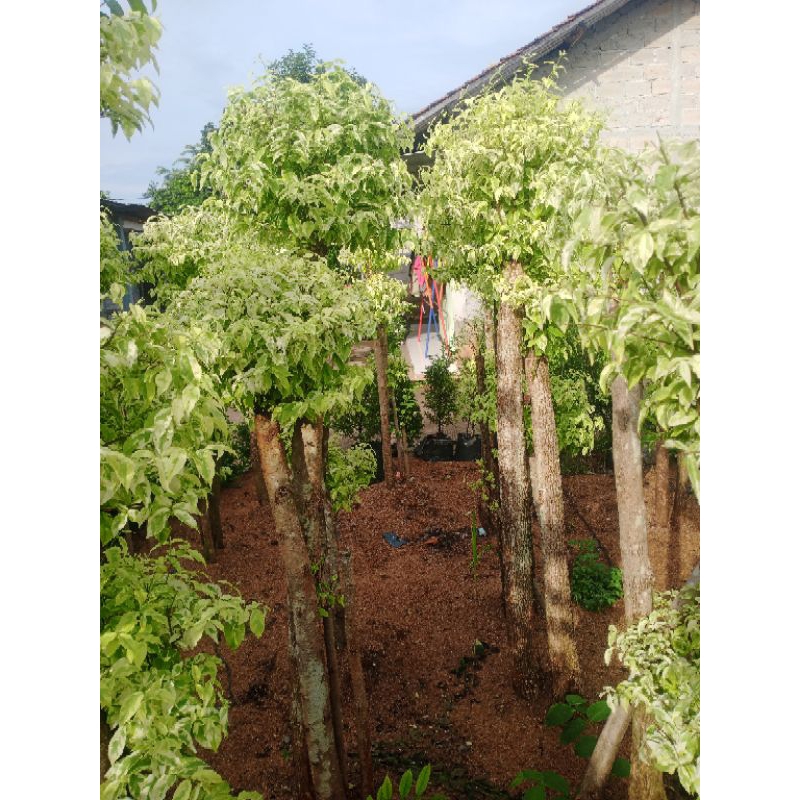 Pohon hias anting putri bonsai