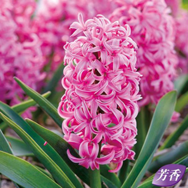 Umbi Hyacinth Scarlet Pearl