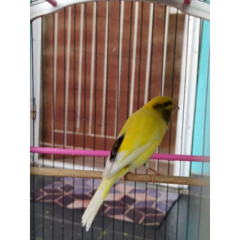 burung kenari f2sf