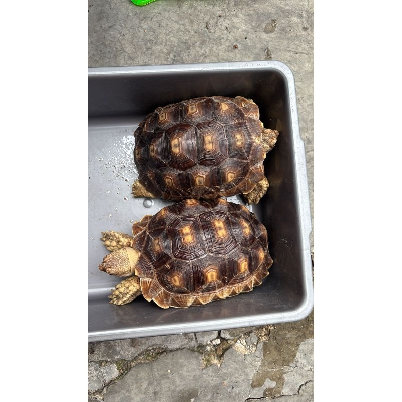kuraSulcata Mocaccino 1 pasang 20cm.Jantan & Betina,Sehat mulus terawat makan lancar.