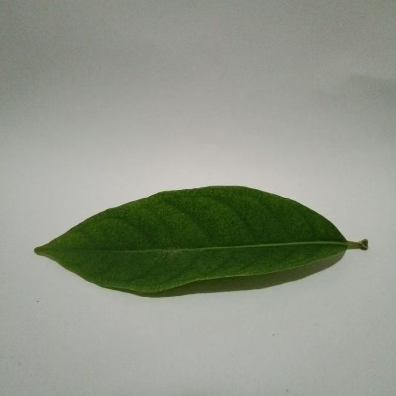 

DAUN SALAM FRESH 20gr ( 20 lembar )