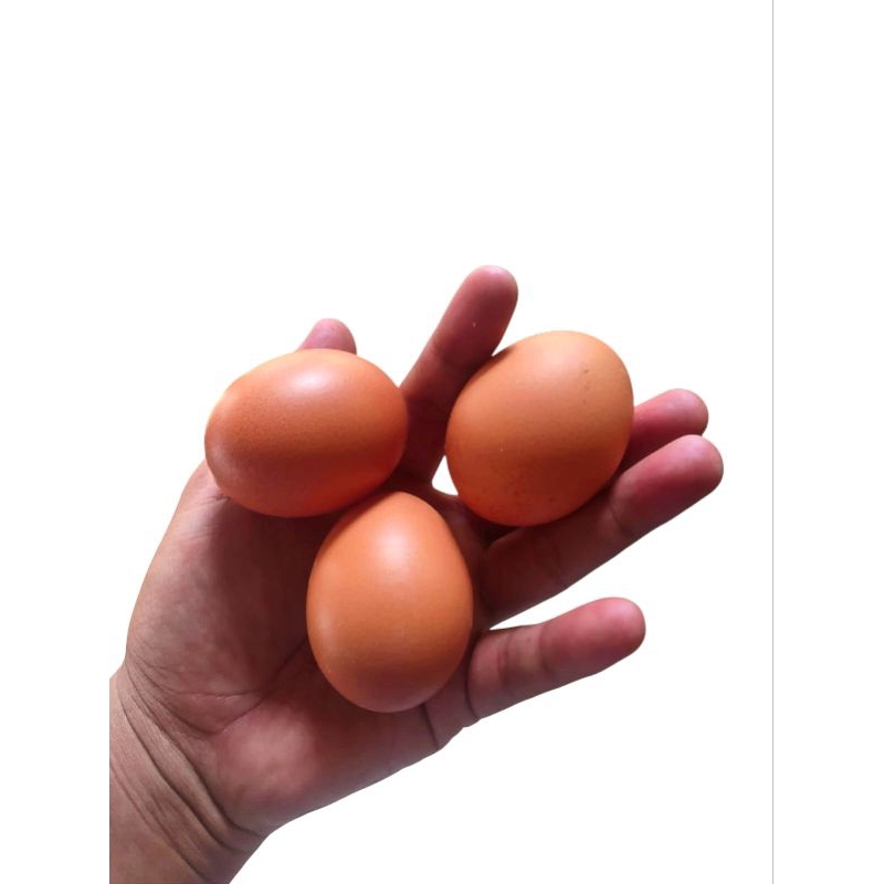 

telur ayam Fresh berkualitas