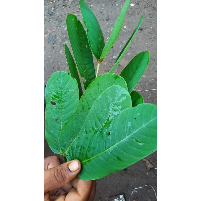 

Daun kimanila segar/ Ketepeng 100 gr untuk panu ,kadas ,kurap ,exim