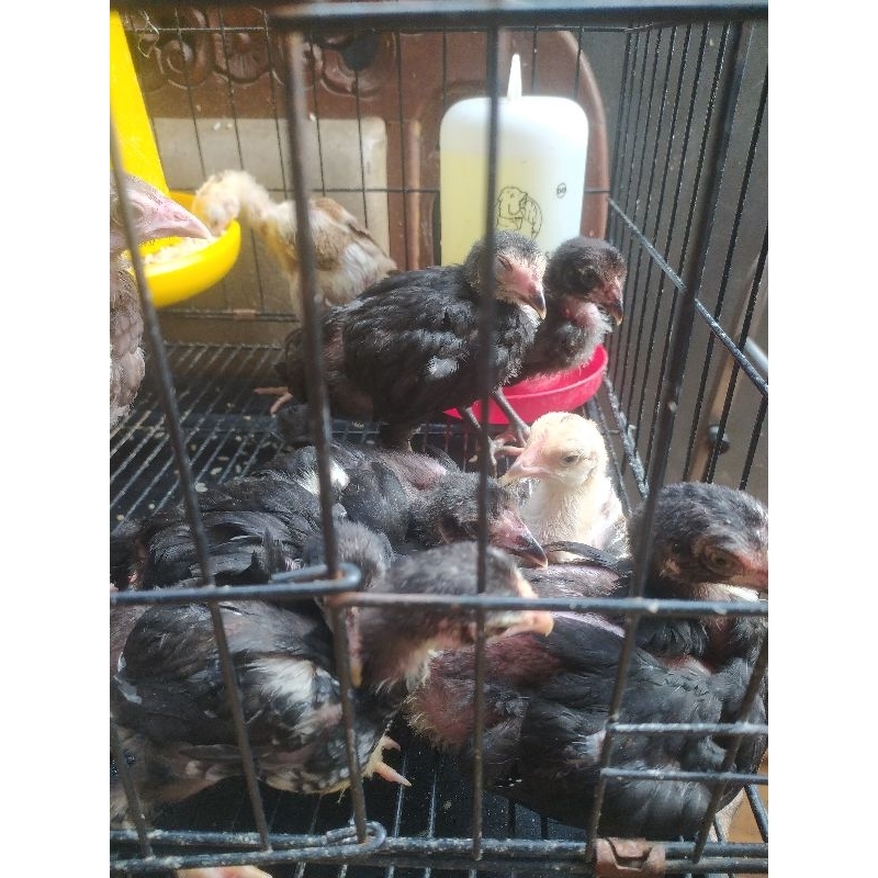Ayam kampung umur 2bulan