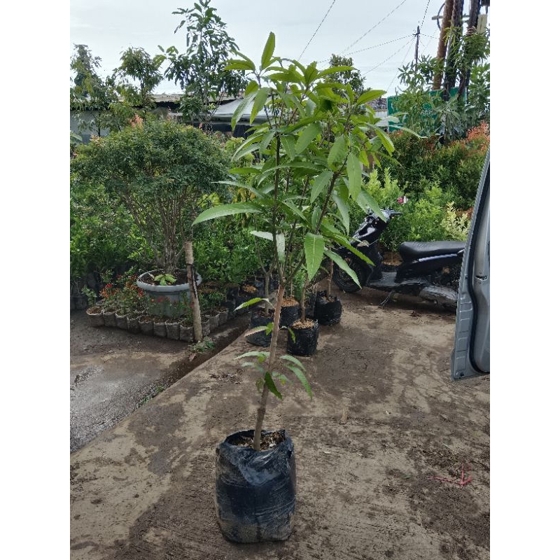 MANGGA YUWEN SERI 6 BATANG BESAR TINGGI 1.5 - 1.7M SIAP BERBUAH