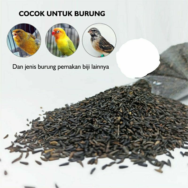 Biji Niger Seed Bersih Pakan Campuran Burung Kenari Kutut parkit love bird