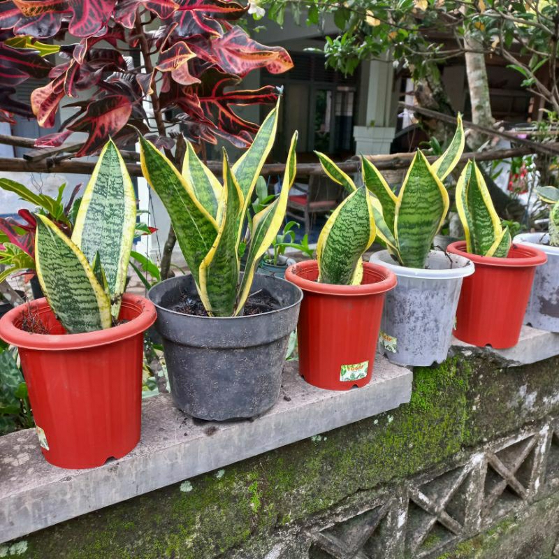 Lidah Mertua Tanaman Hias versi pendek penyerap udara kotor/polusi