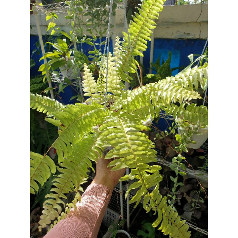 Tanaman Hias Pembersih Udara Pakis Boston Varigata