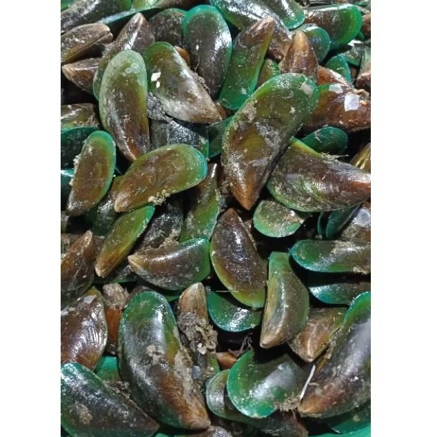 

kerang ijo segar hidup/frozen