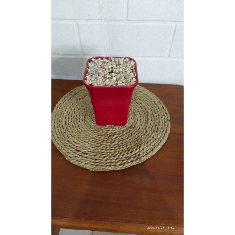POT / VAS KOTAK MERAH SOFI 8CM + BUSA + BATU