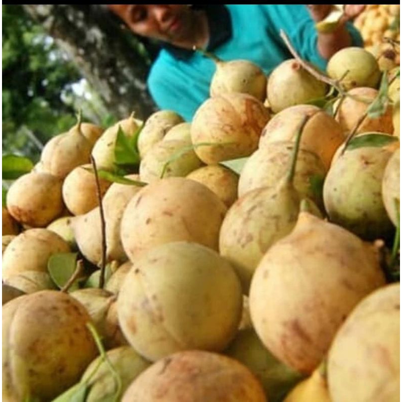 

buah pala segar 1kg