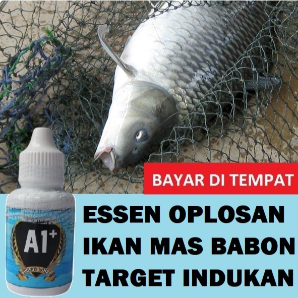 A+ Esen Oplosan Ikan Mas Babon Target Indukan