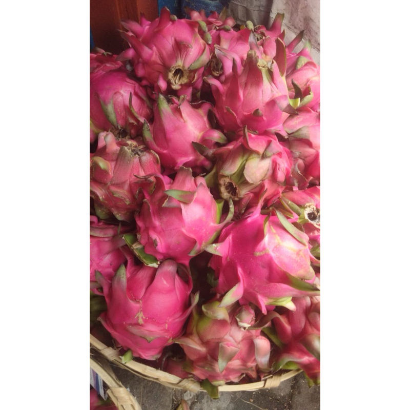 

BACA DESKRIPSI - BUAH NAGA - marketkitabali