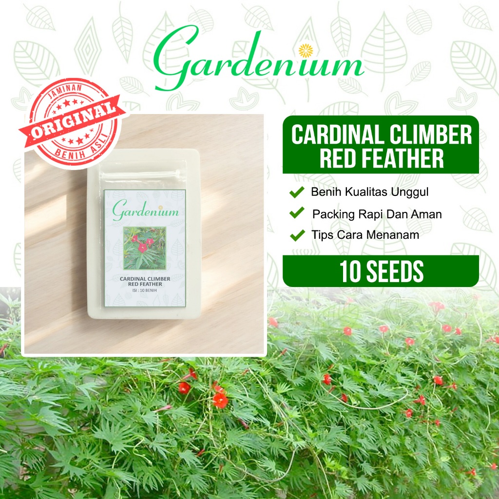 GARDENIUM Benih Bunga Cardinal Climber Red Feather