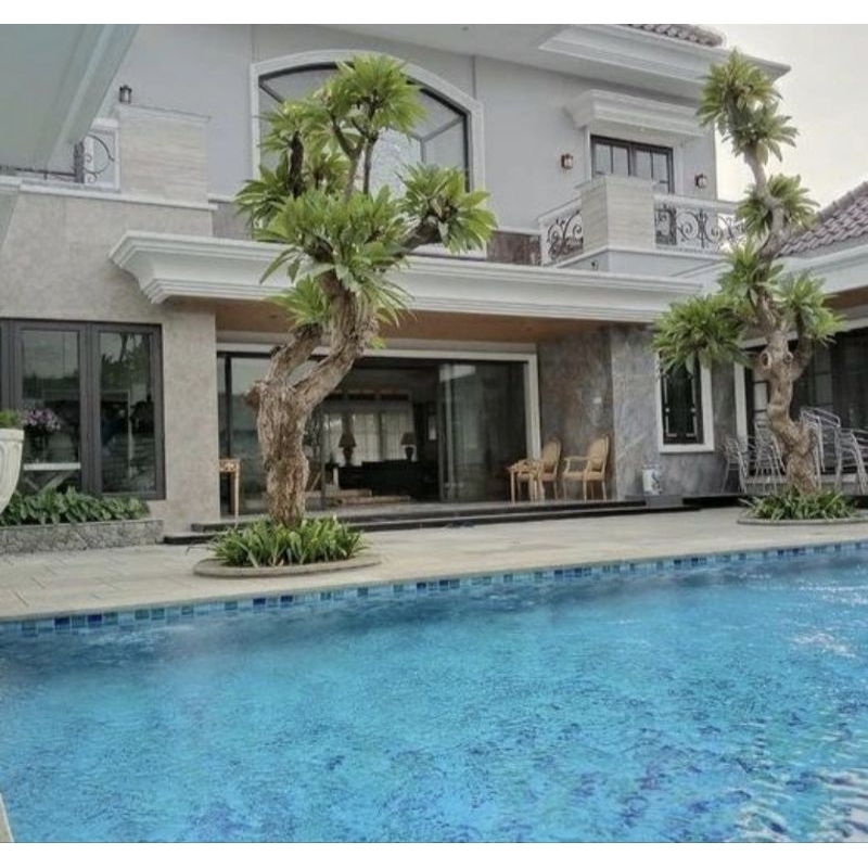 tanaman hias kamboja fosil - pohon kamboja fosil