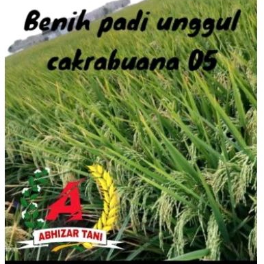 benih padi CAKRABUANA 05 KEMASAN 1KG