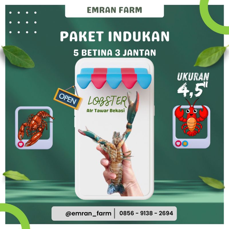 

Paket Indukan Lobster Air Tawar 4,5