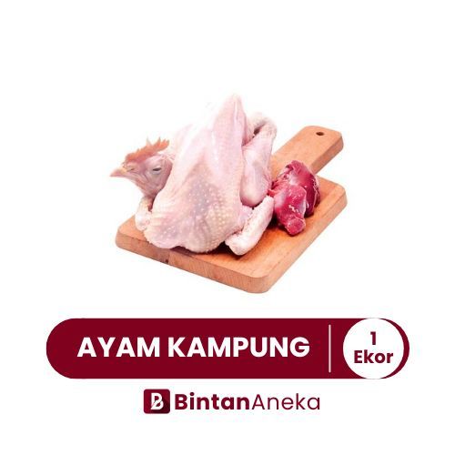 

Daging Ayam Kampung Utuh 1 Ekor