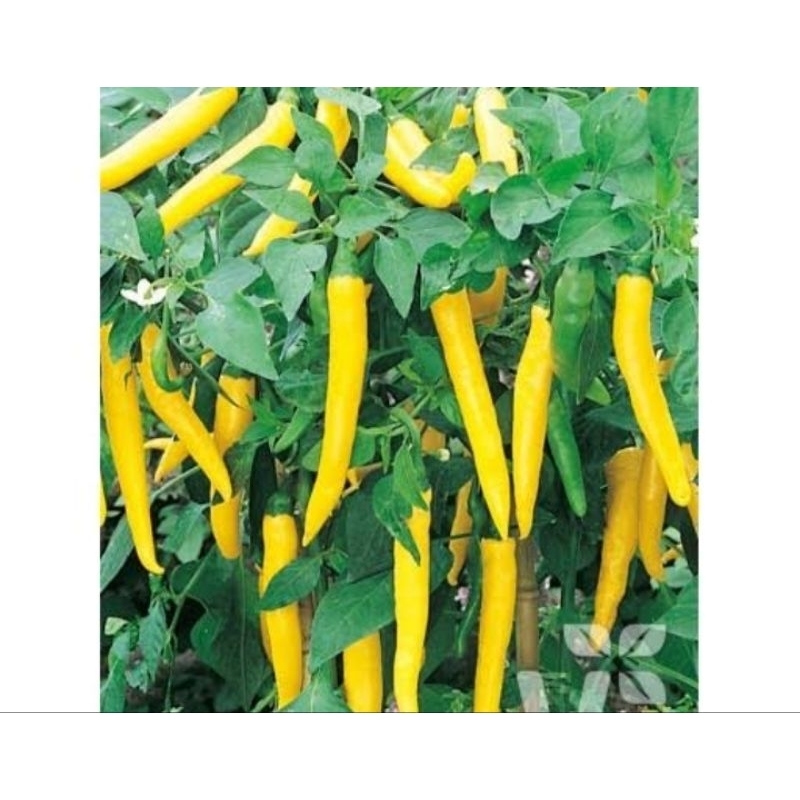 Biji Cabe Kuning cluster