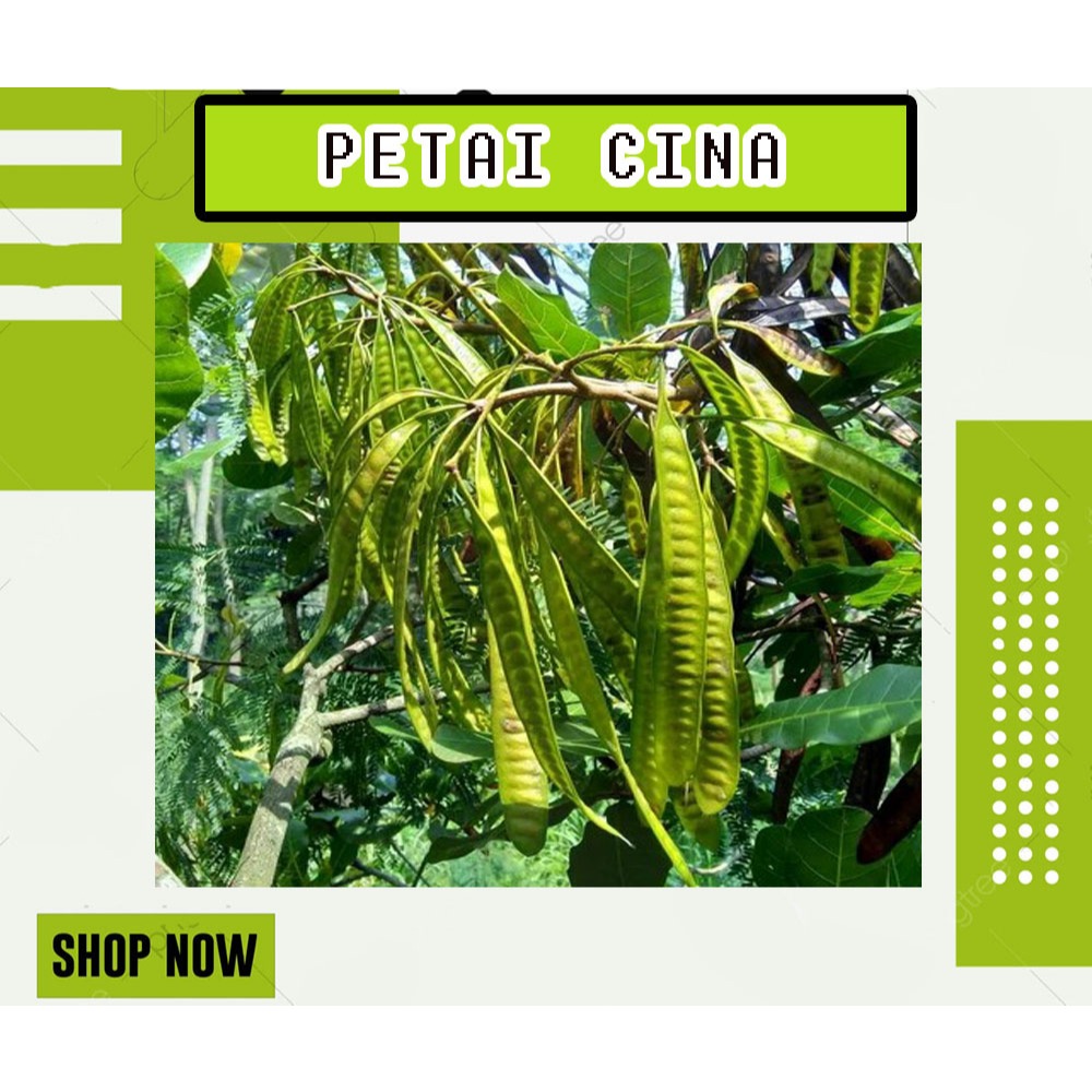 

PETAI CINA SEGAR FRESH | PETET | 300 GRAM | TERMURAH DAN ANTI OKSIDAN