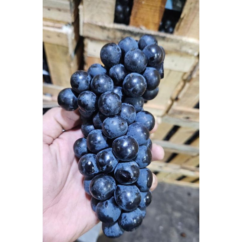 

ANGGUR BALI FRESH CUS COBAIN