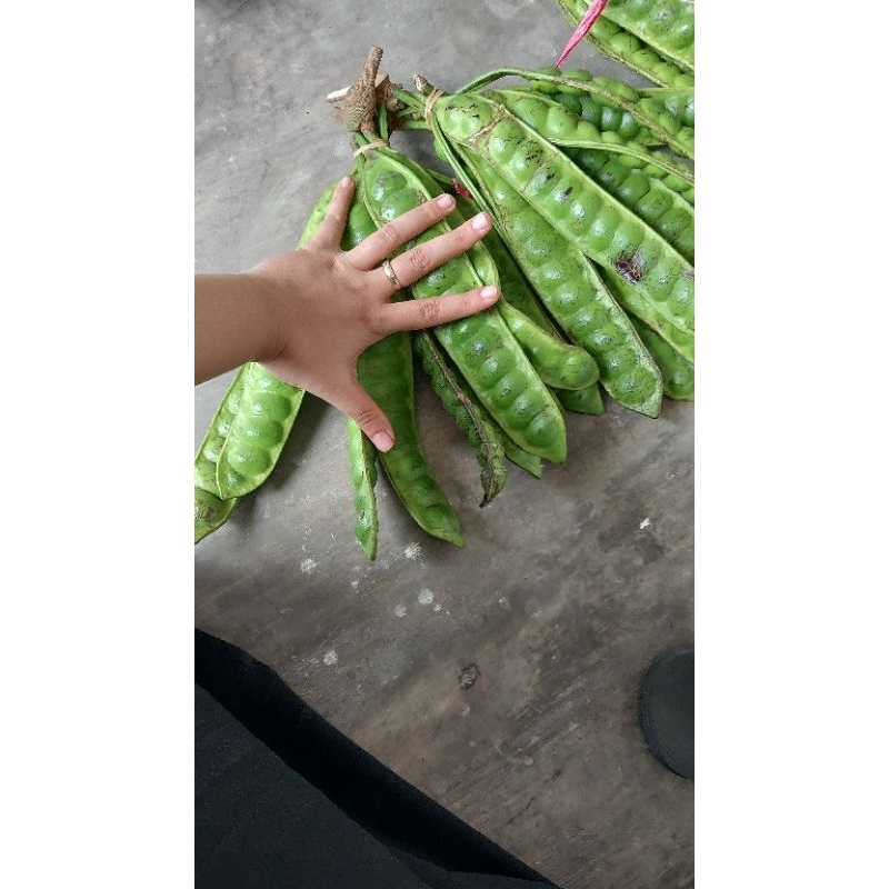

Petai