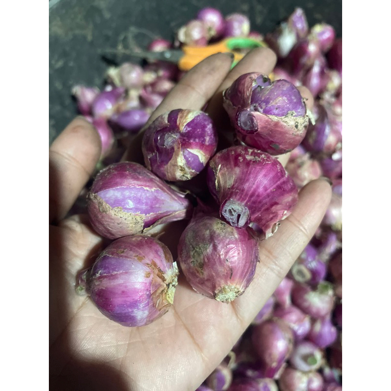 

BAWANG MERAH LOKAL Sedang(1kg)