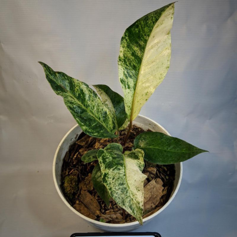 Anthurium Hookeri Varigata