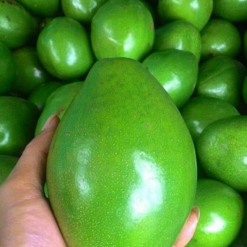 

buah alpokat mentega super pulen 1kg