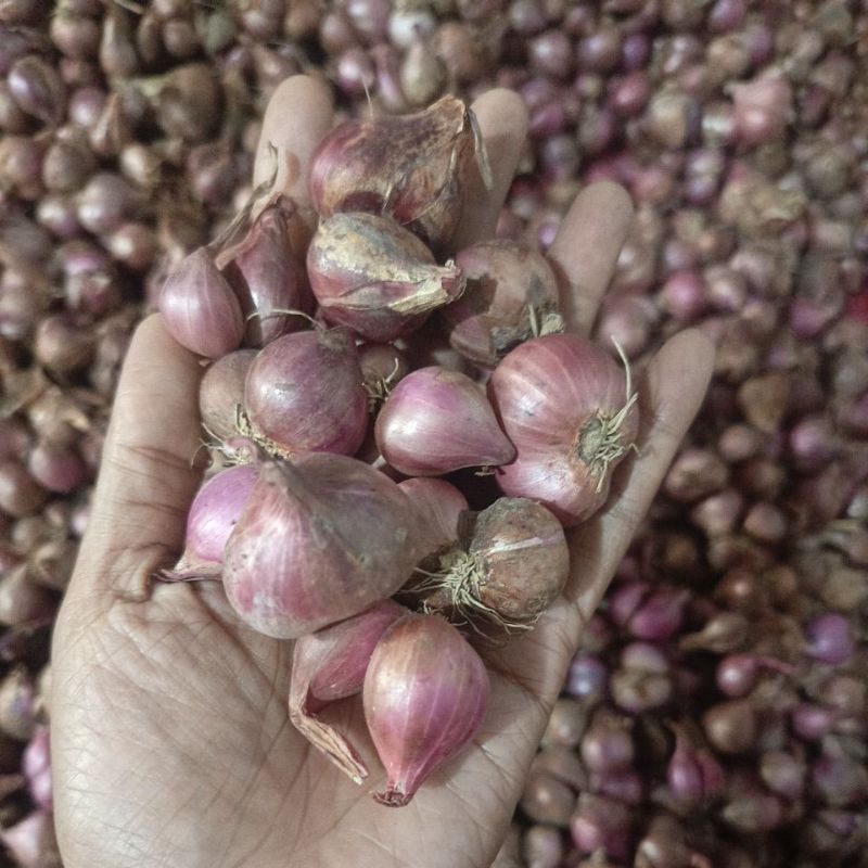 

bawang merah berkwalitas