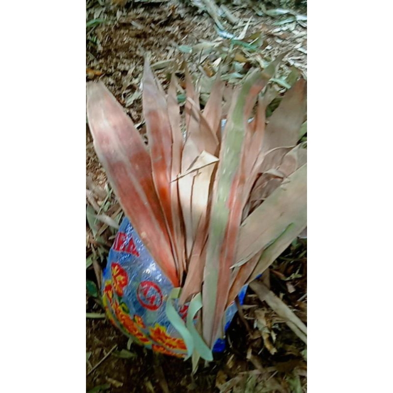 Humus Bambu Daun Bambu Kering