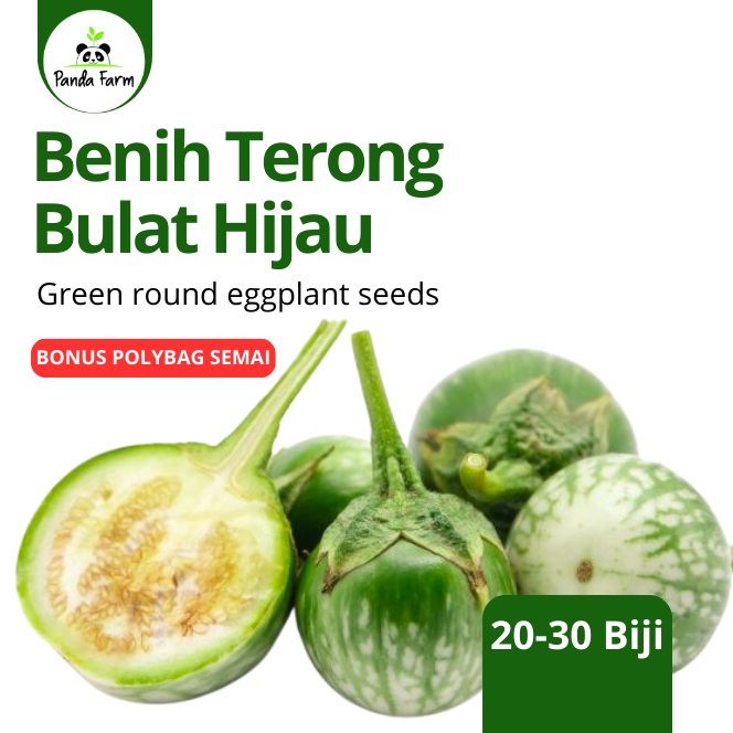Isi 20-30 Benih Biji Unggul terong bulat hijau lokal